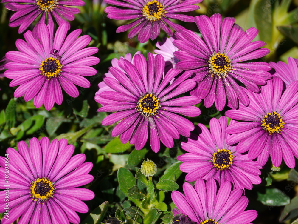 lot of pretty purple flowers lot of pretty purple flowers