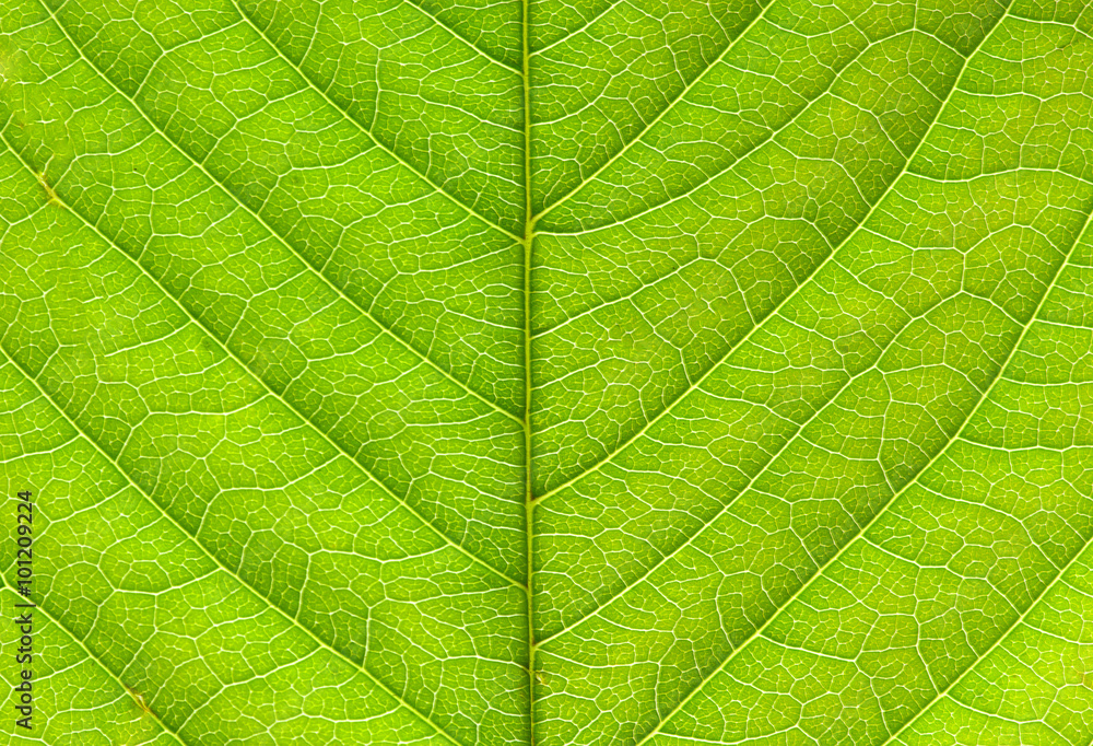 Fototapeta tekstura liści
