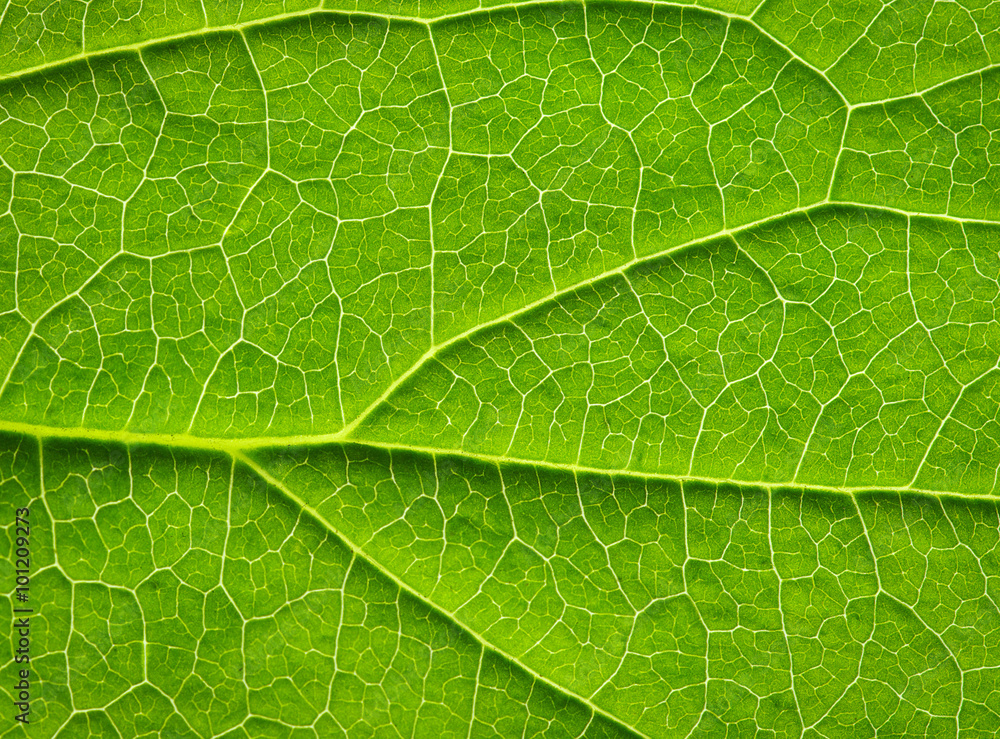 leaf texture leaf texture