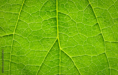 green leaf