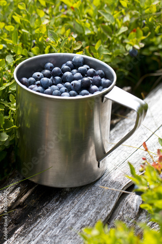 blueberries full of stainless cup in the forest