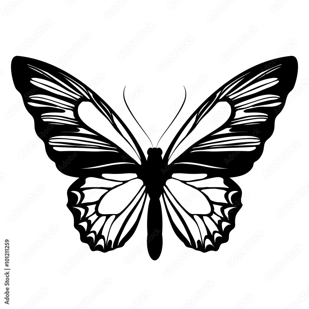 butterflies design butterflies design