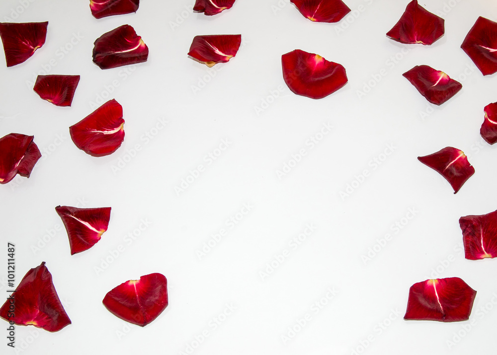 Random rose petals isolated white background Random rose petals isolated white background