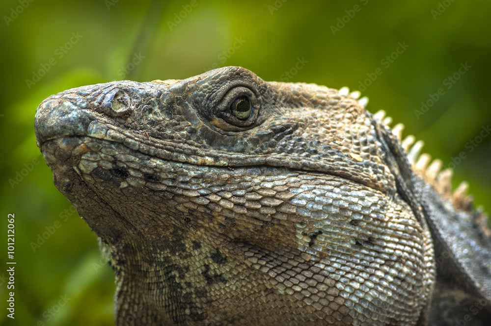 Iguana en Xcaret (México) Iguana en Xcaret (México)