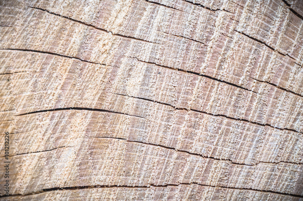 Fototapeta premium wood