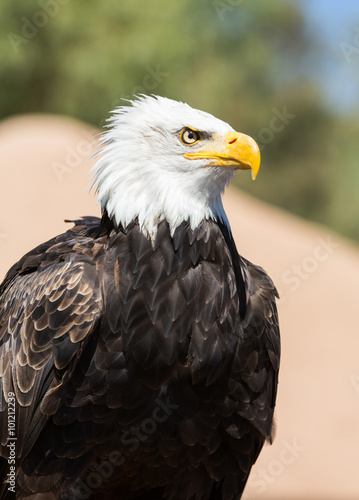 An American Bald Eagle - Haliaeetus leucocephalus