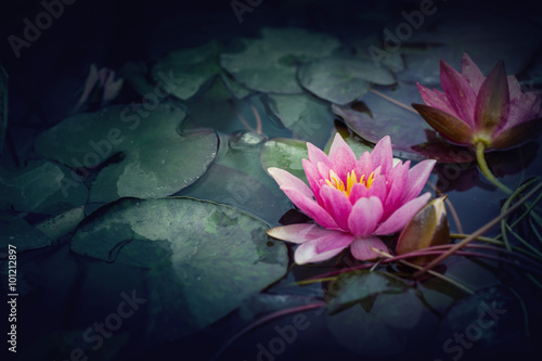 Pink Lotus in vintage style
