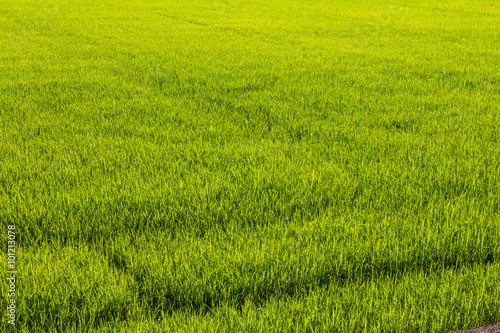 Fototapeta Naklejka Na Ścianę i Meble -  Background of green paddy fields
