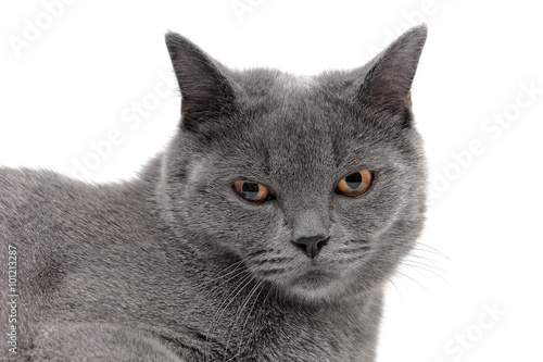 Portrait of a gray cat on a white background