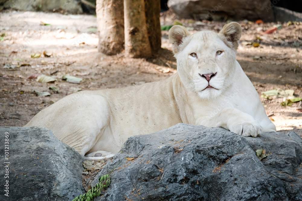 Obraz premium White female lion lie down on the rock