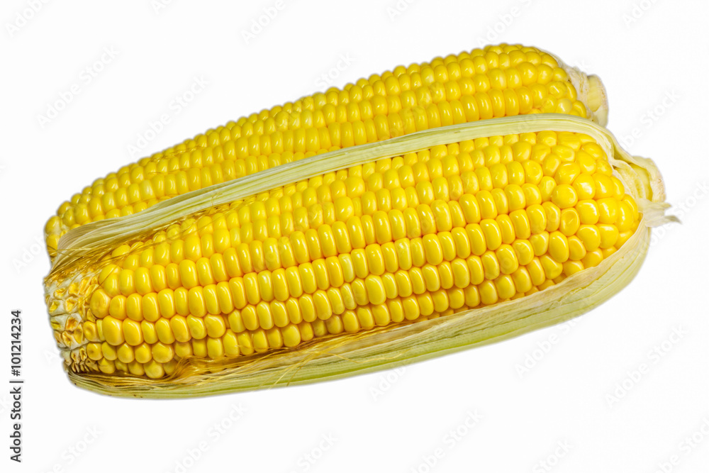corn on white background corn on white background