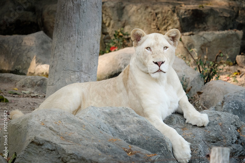 White female lion lie down on the rock