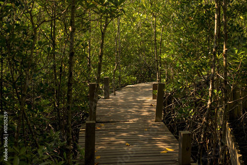 Long wood bridge in mangrove forest  Thailand
