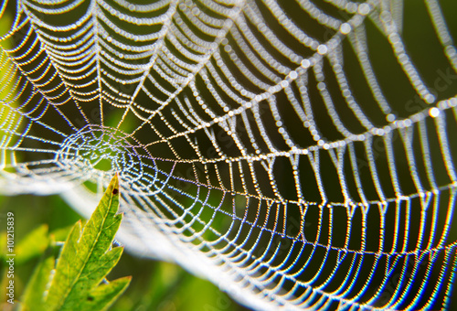 Morning dew on a spider web. Texture water drops on the plant.  photo