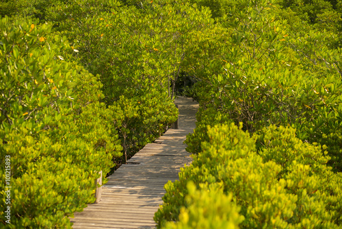 Long wood bridge in mangrove forest, Thailand