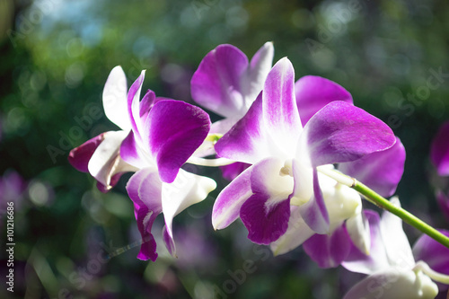 Beautiful pink and purple orchid. © ETAP