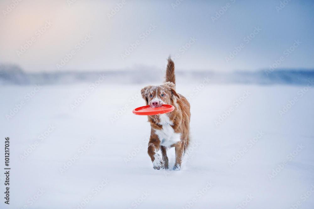 Dog Nova Scotia Duck Tolling Retriever  walking winter 