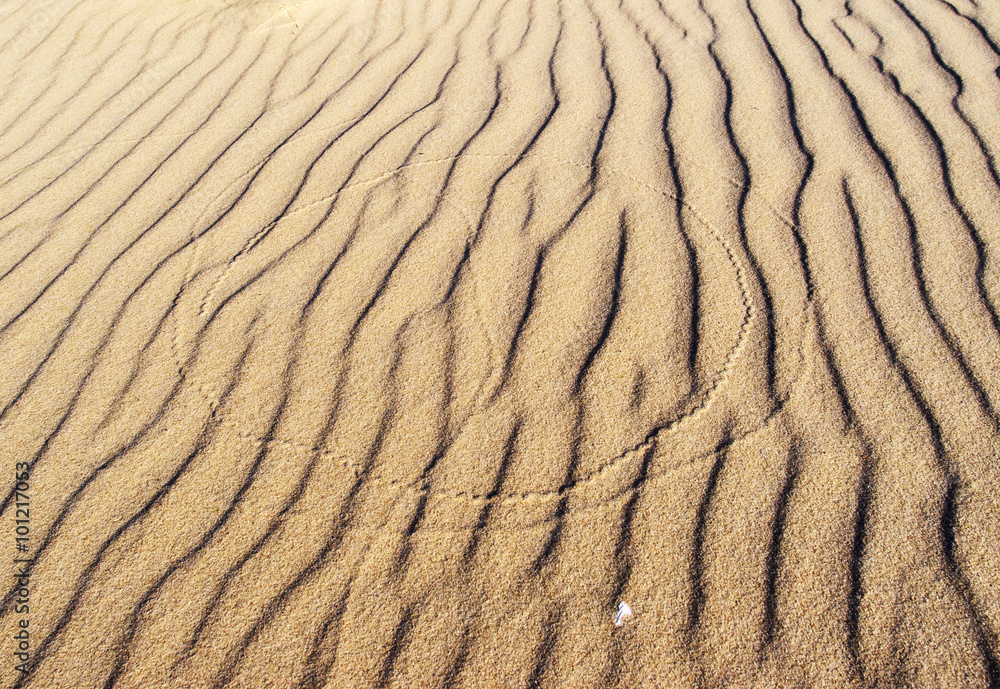 insect traces on the sand, banner, background, wallpaper, packaging insect traces on the sand, banner, background, wallpaper, packaging