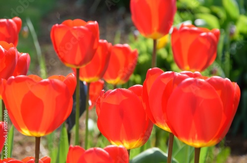 Bright red tulips in spring time