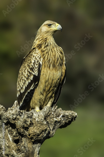 spanish imperial eagle © fsanchex