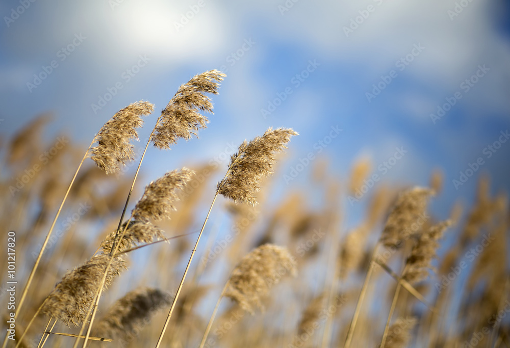 Fototapeta premium Reeds in the blowing wind