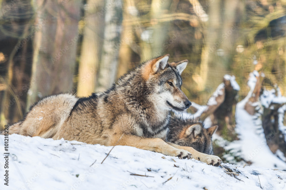 Wolf Wolf