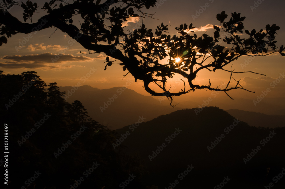 Naklejka premium silhouette sunset