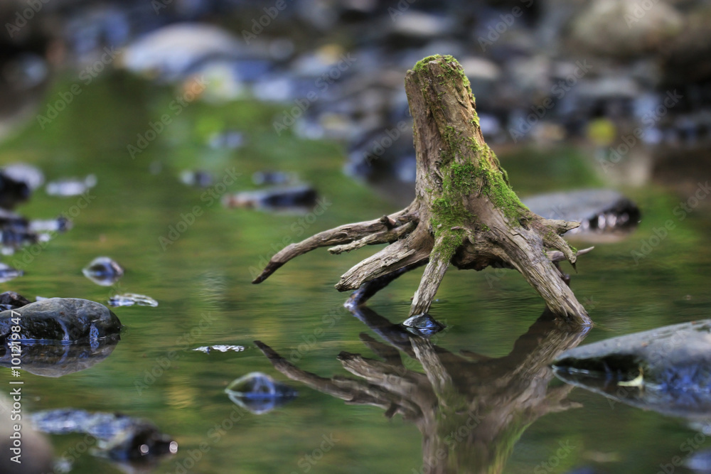 Fototapeta premium landscape snag in the swamp