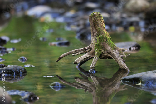 landscape snag in the swamp photo