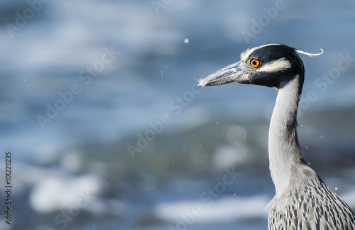 Adult Yellow-crowned Night-Heron (Nyctanassa violacea) on the Beach in Mexico