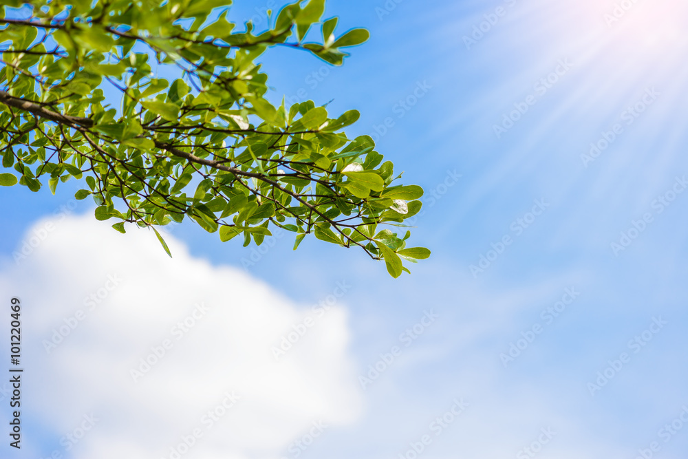 Fototapeta premium Green leaves against the sky