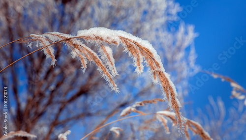Beautiful winter background © jenyateua