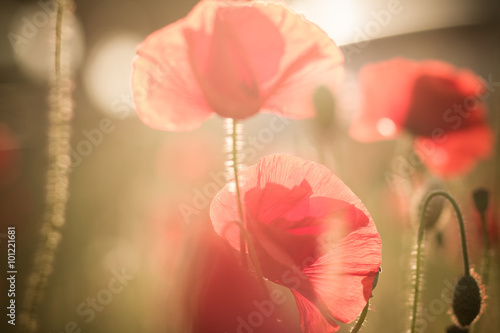Fototapeta Naklejka Na Ścianę i Meble -  goldener Mohn