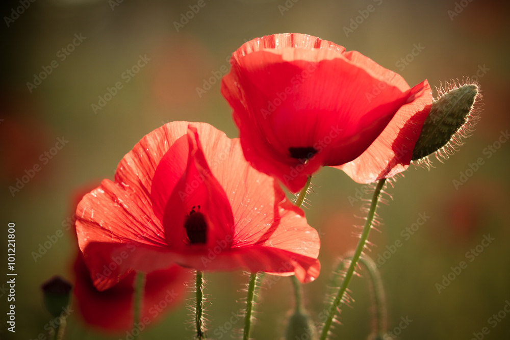 Obraz premium Mohntrio