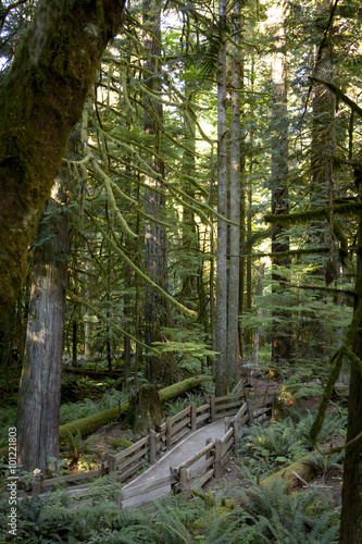 Old Growth Rainforest  Cathedral Grove  Vancouver Island