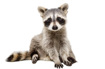Funny raccoon sitting isolated on white background