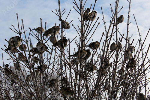 sparrows on the tree