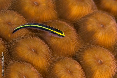 Sharknose goby on star coral