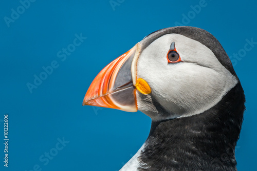 Puffin head portrait photo