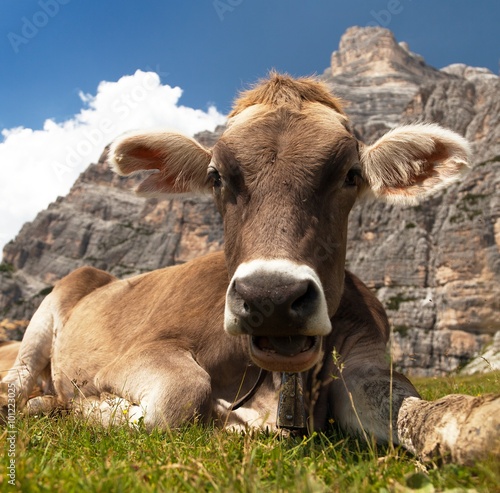 head of brown cow (bos primigenius taurus), with cowbell © Daniel Prudek