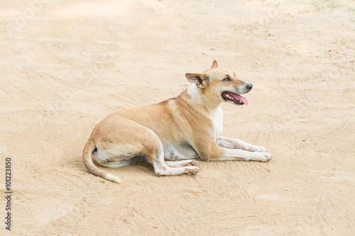 dog waiting