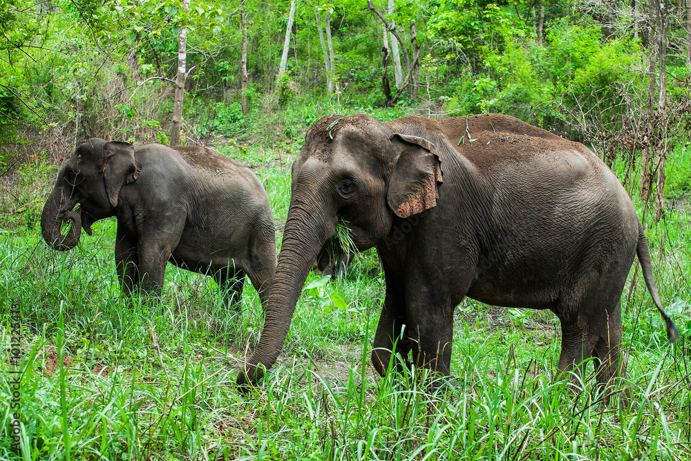 Obraz premium Thai elephants.