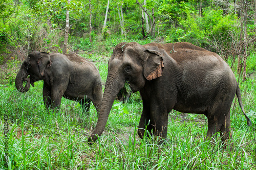 Thai elephants.