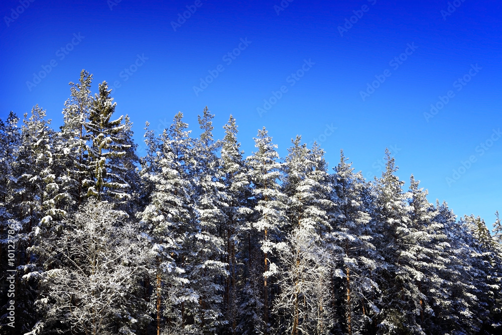 winter spruce forest