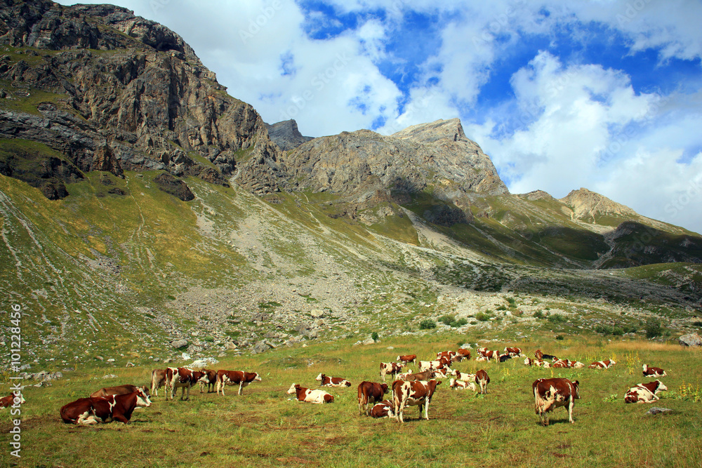 Fototapeta premium Francia ,montagne e allevamento di vitelli.