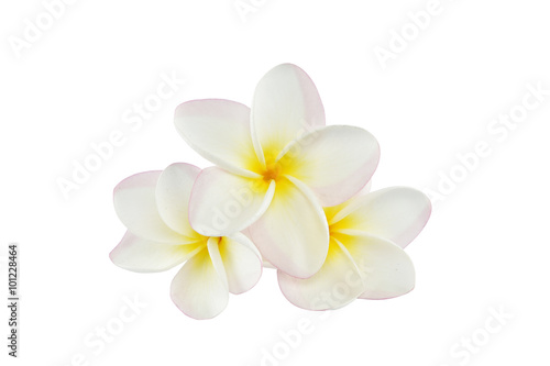 frangipani flowers on white background with clipping paths