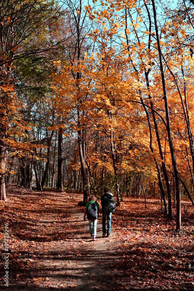 Fototapeta premium Forest road on autumn