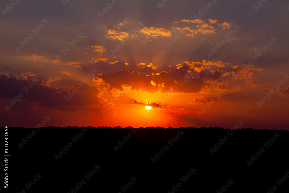 Fototapeta premium summer sunset in the field. a hot evening.