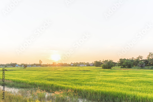 Paddy jasmine rice farm in Thailand
