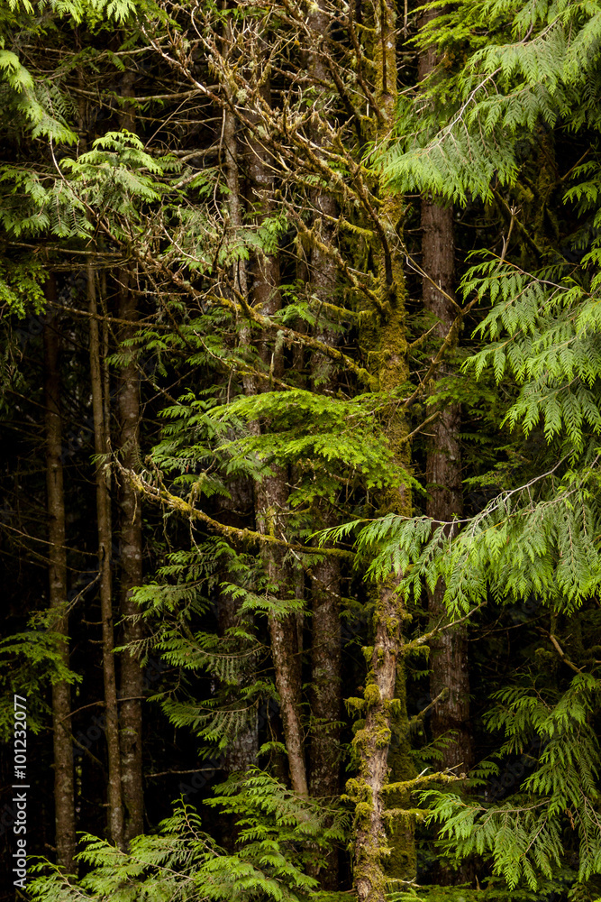 Fototapeta premium Vegetation in BC's Coastal Rainforest, Canada